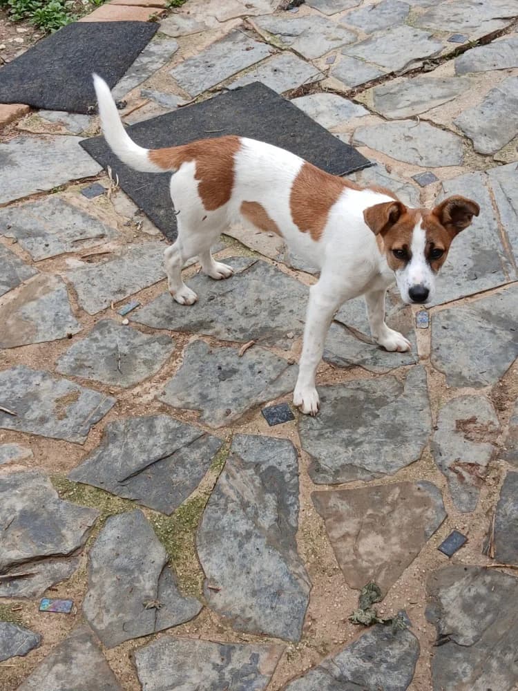 Stella ADR, female mixed breed for adoption at Adopteer.be, Brussels — photo 3 of 13