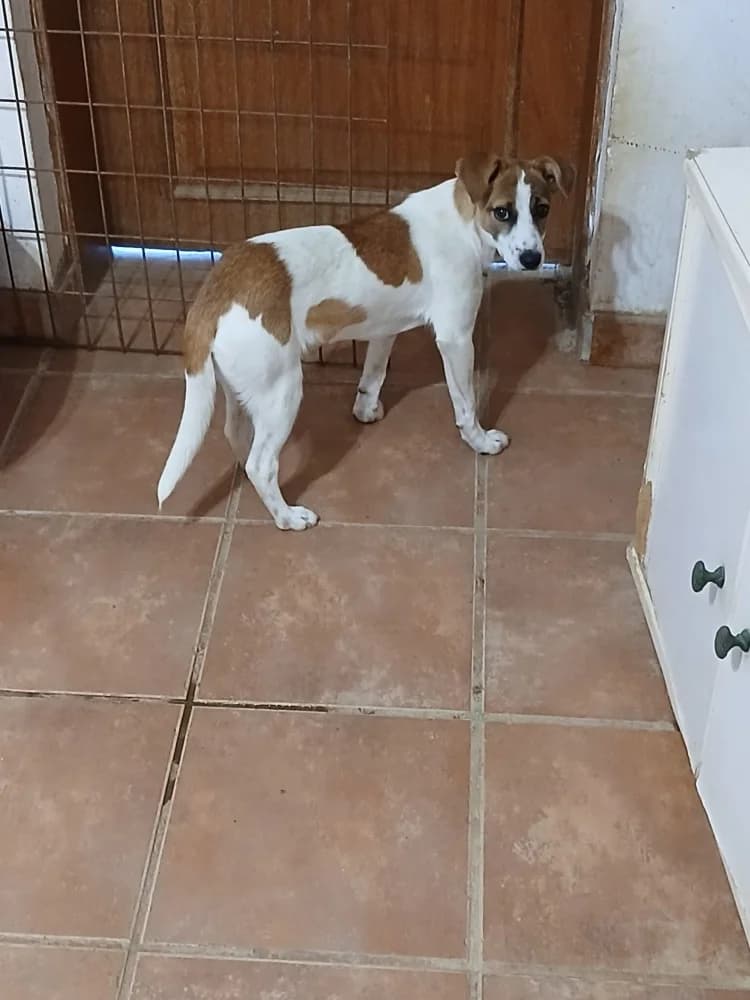 Stella ADR, female mixed breed for adoption at Adopteer.be, Brussels — photo 4 of 13