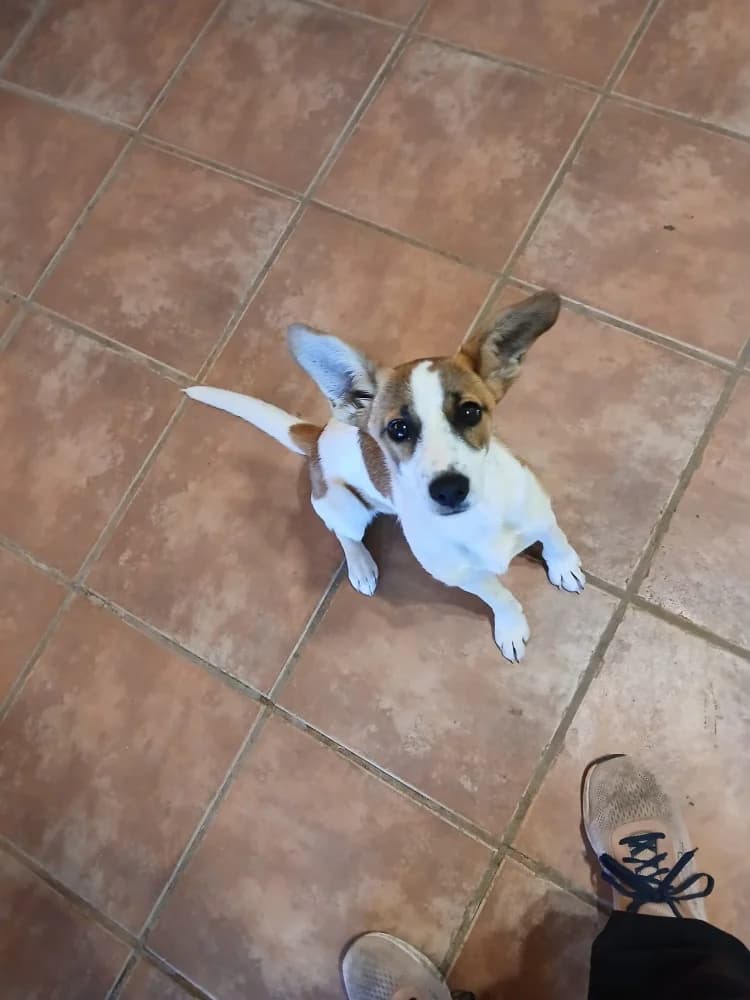 Stella ADR, female mixed breed for adoption at Adopteer.be, Brussels — photo 5 of 13