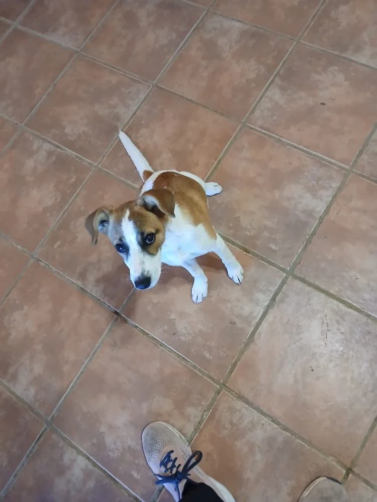 Stella ADR, female mixed breed for adoption at Adopteer.be, Brussels — photo 6 of 13