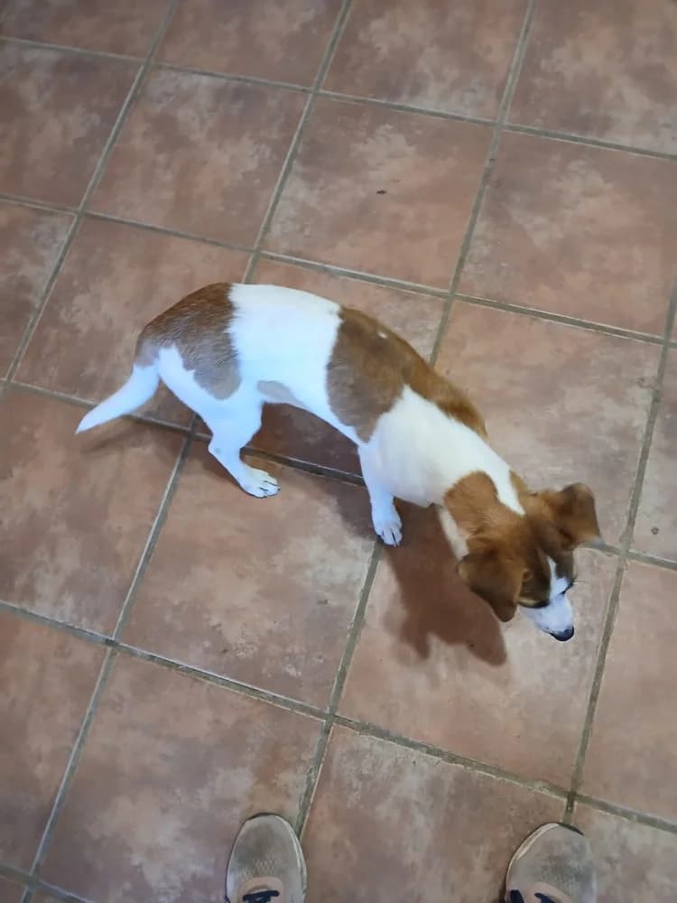 Stella ADR, female mixed breed for adoption at Adopteer.be, Brussels — photo 7 of 13