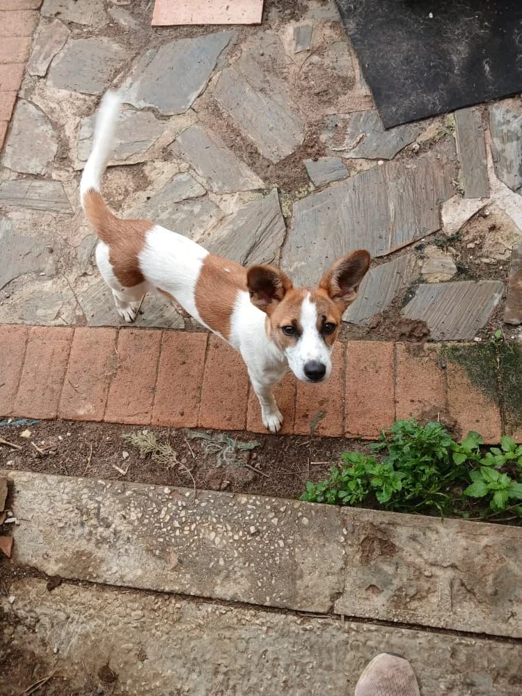 Stella ADR, female mixed breed for adoption at Adopteer.be, Brussels — photo 8 of 13