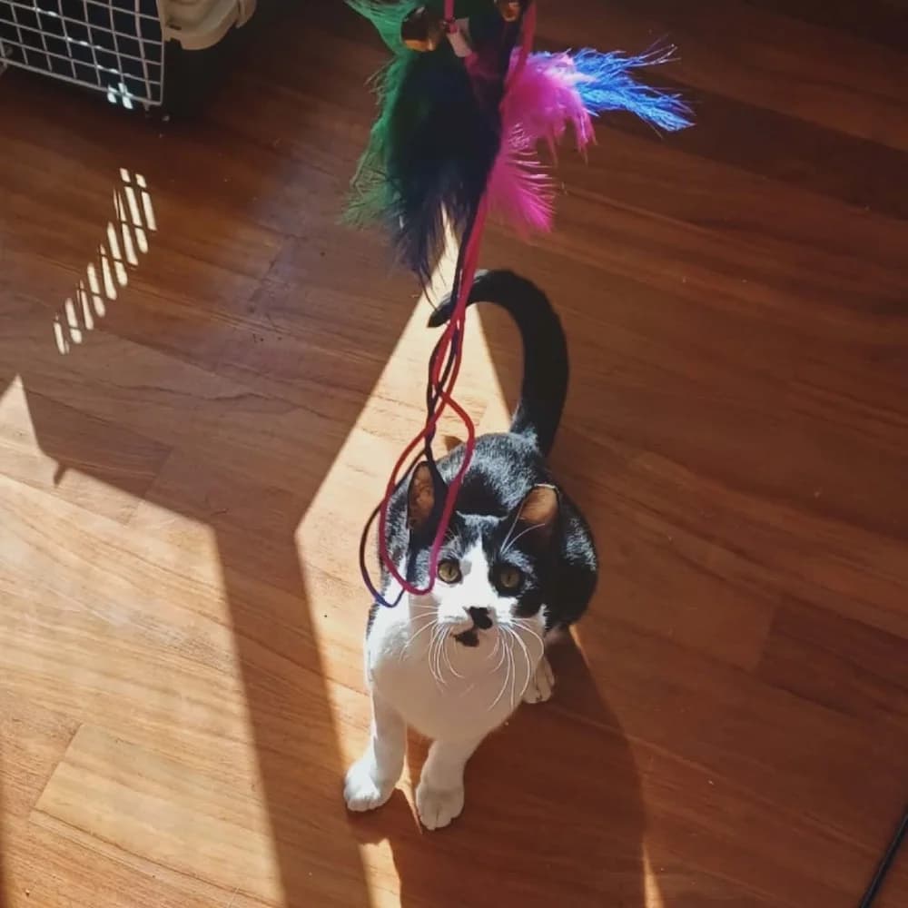 Evgenios, male European Shorthair for adoption at Adopteer.be, Brussels