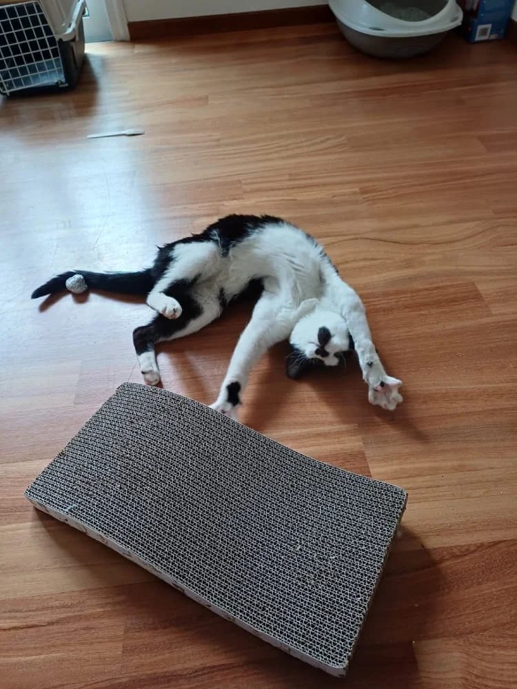 Evgenios, male European Shorthair for adoption at Adopteer.be, Brussels — photo 2 of 17