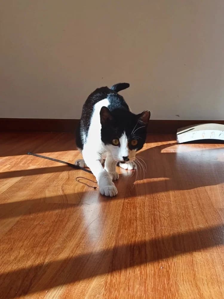 Evgenios, male European Shorthair for adoption at Adopteer.be, Brussels — photo 3 of 17