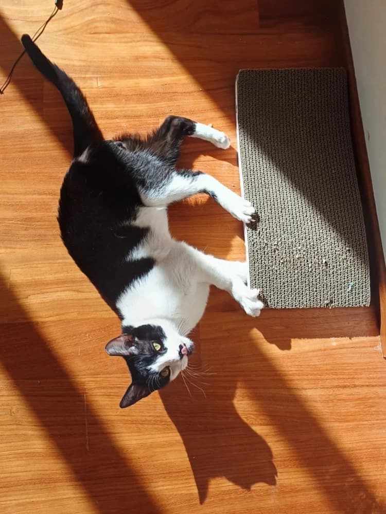 Evgenios, male European Shorthair for adoption at Adopteer.be, Brussels — photo 4 of 17