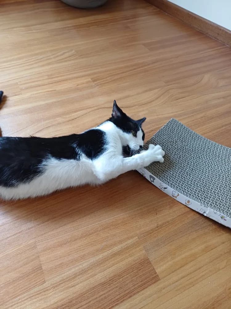 Evgenios, male European Shorthair for adoption at Adopteer.be, Brussels — photo 5 of 17