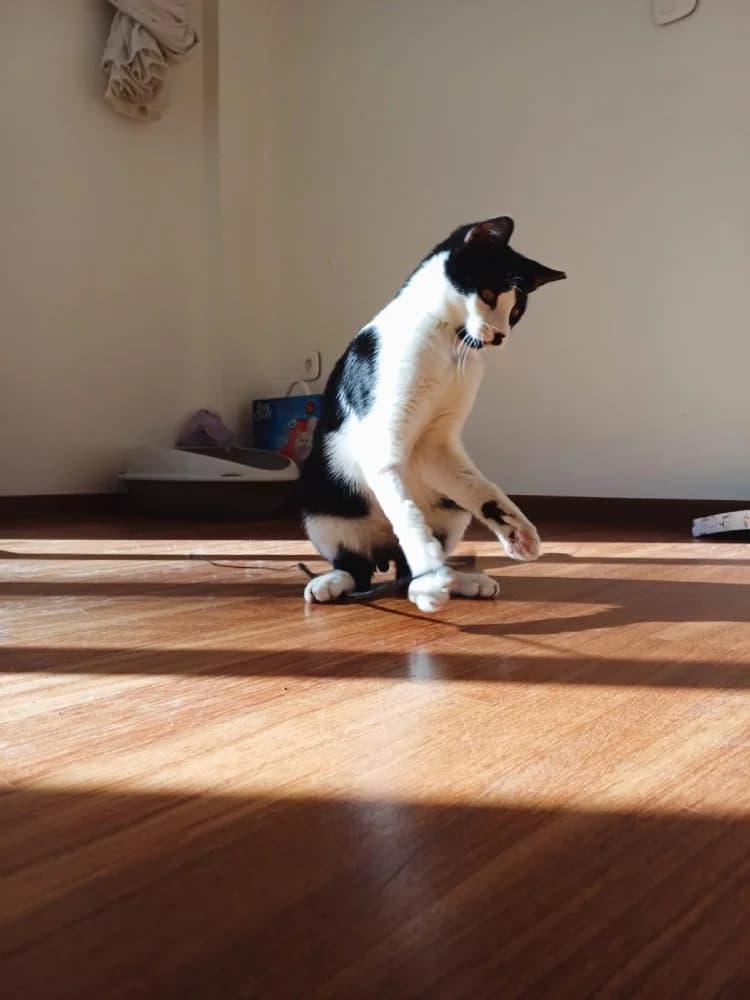 Evgenios, male European Shorthair for adoption at Adopteer.be, Brussels — photo 6 of 17