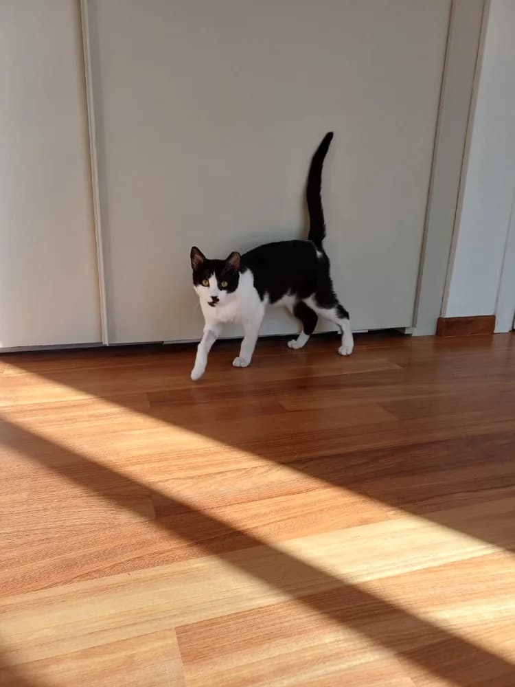 Evgenios, male European Shorthair for adoption at Adopteer.be, Brussels — photo 7 of 17