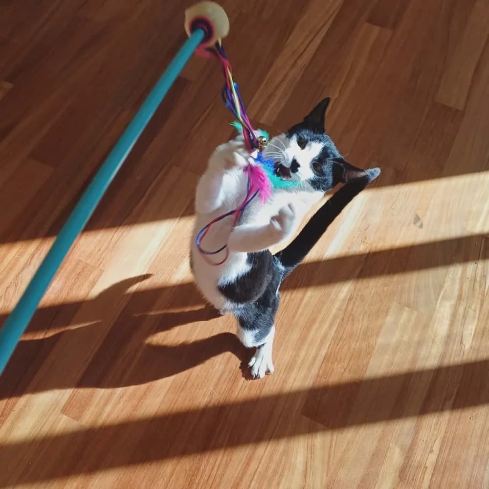 Evgenios, male European Shorthair for adoption at Adopteer.be, Brussels — photo 8 of 17