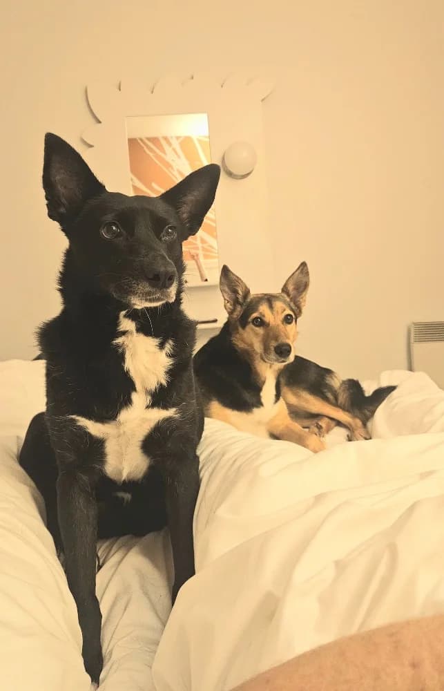 ♡Yuta♡, female Border Collie for adoption at Adopteer.be, Brussels