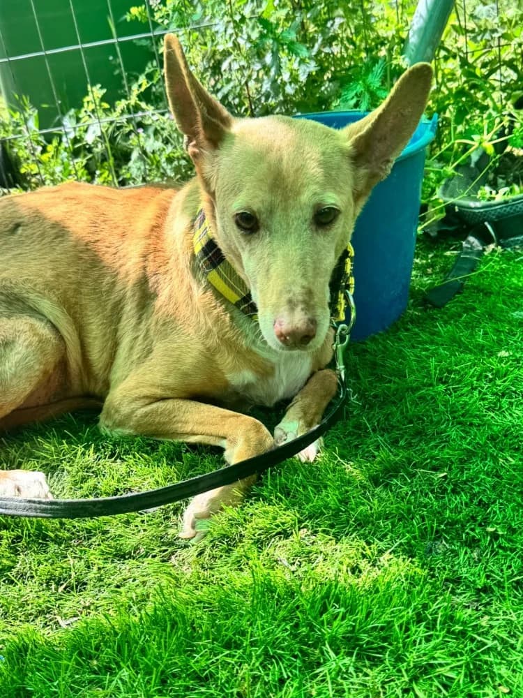 Rex, male Podenco for adoption at Adopteer.be, Brussels
