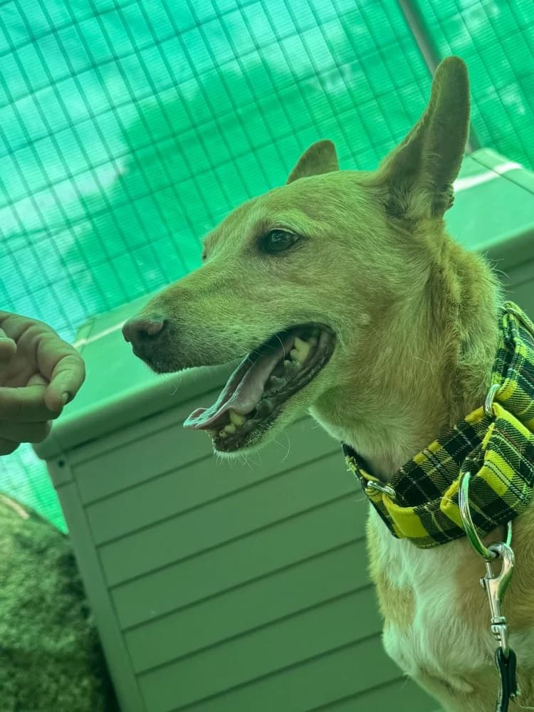 Rex, male Podenco for adoption at Adopteer.be, Brussels — photo 2 of 7