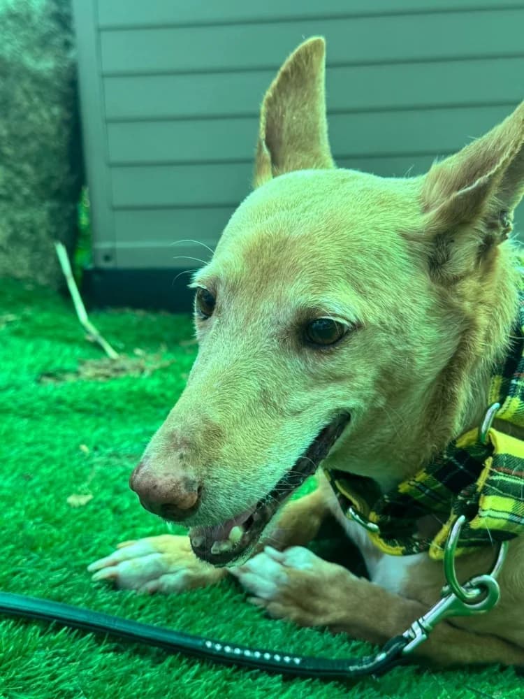 Rex, male Podenco for adoption at Adopteer.be, Brussels — photo 3 of 7