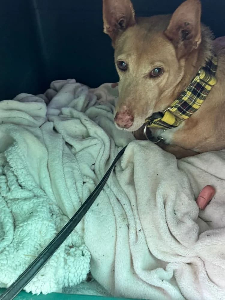 Rex, male Podenco for adoption at Adopteer.be, Brussels — photo 4 of 7