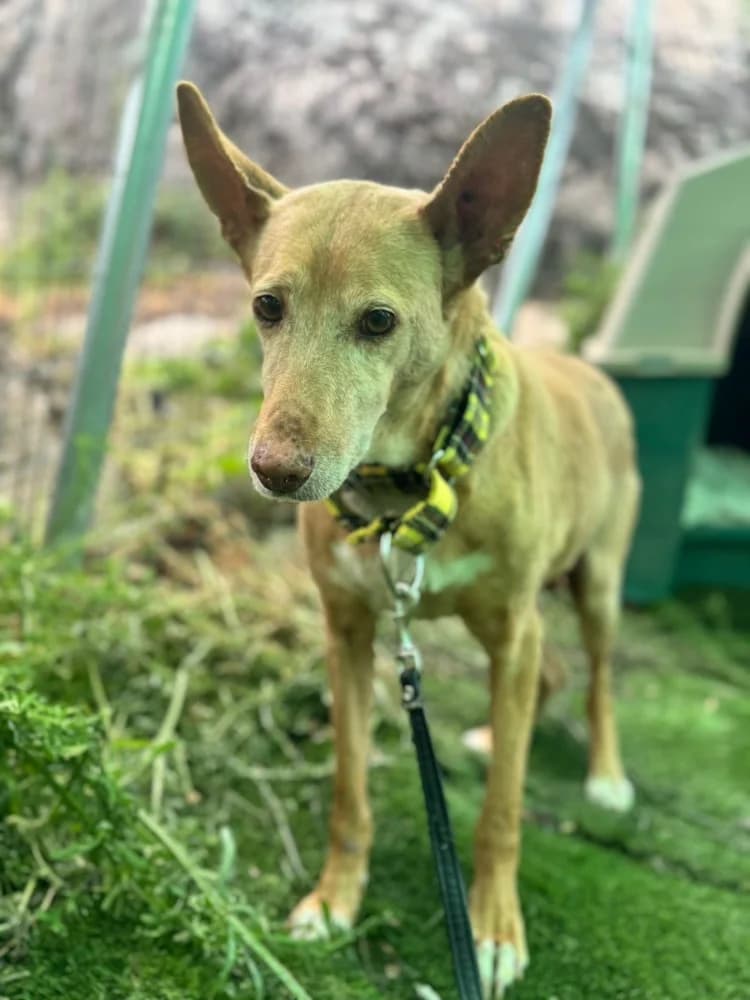 Rex, male Podenco for adoption at Adopteer.be, Brussels — photo 5 of 7