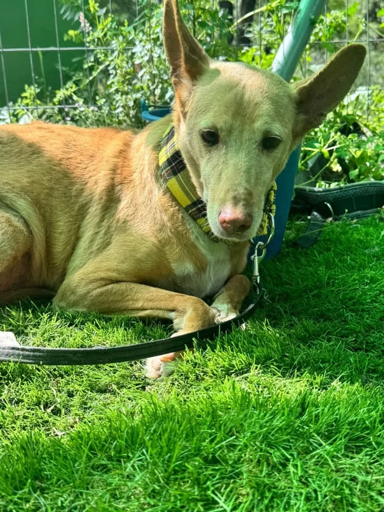 Rex, male Podenco for adoption at Adopteer.be, Brussels — photo 6 of 7