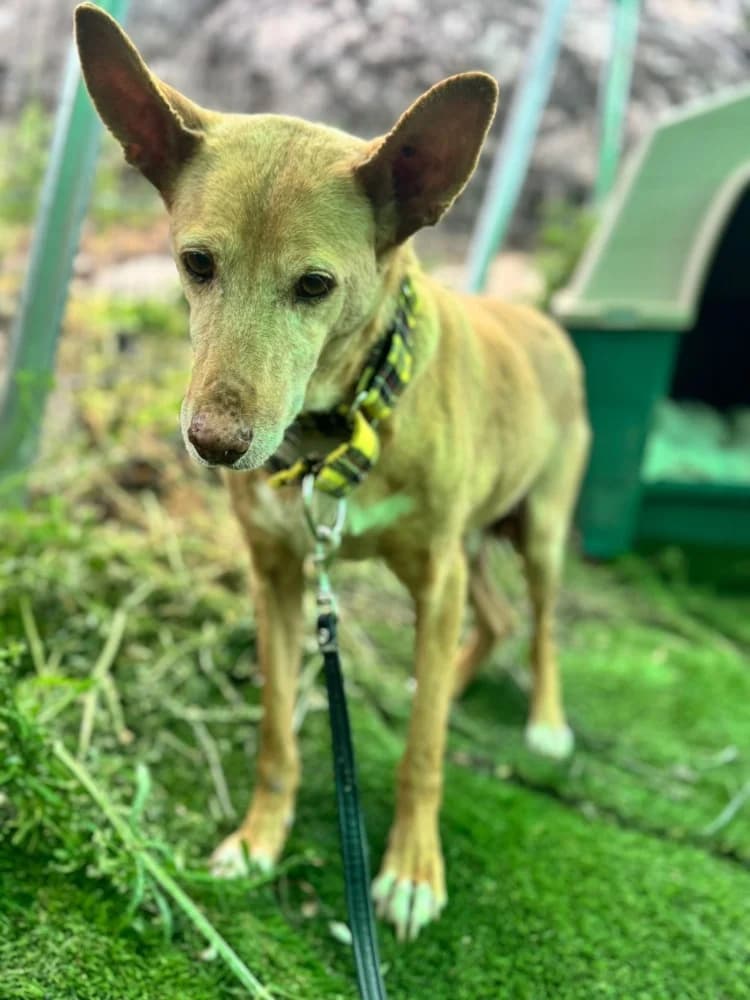 Rex, male Podenco for adoption at Adopteer.be, Brussels — photo 7 of 7
