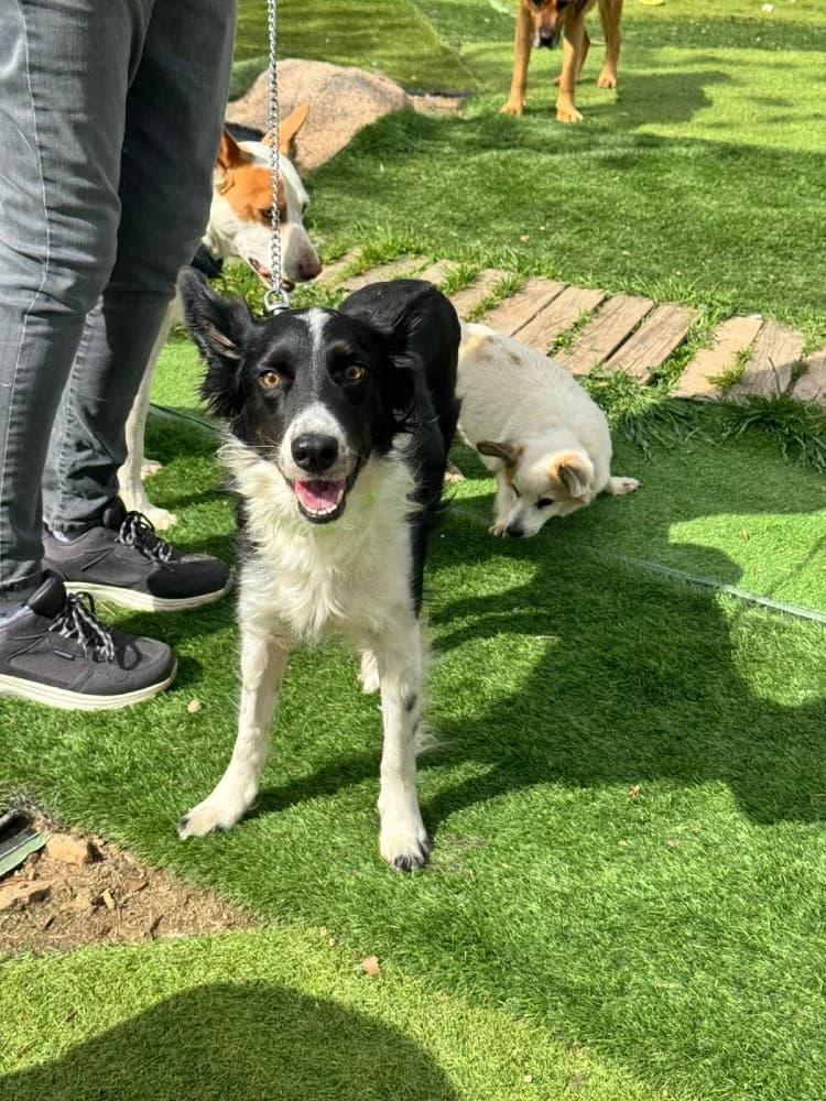Gema, female Border Collie for adoption at Adopteer.be, Brussels