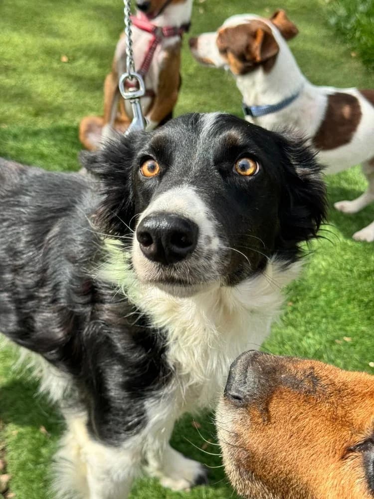 Gema, female Border Collie for adoption at Adopteer.be, Brussels — photo 2 of 8