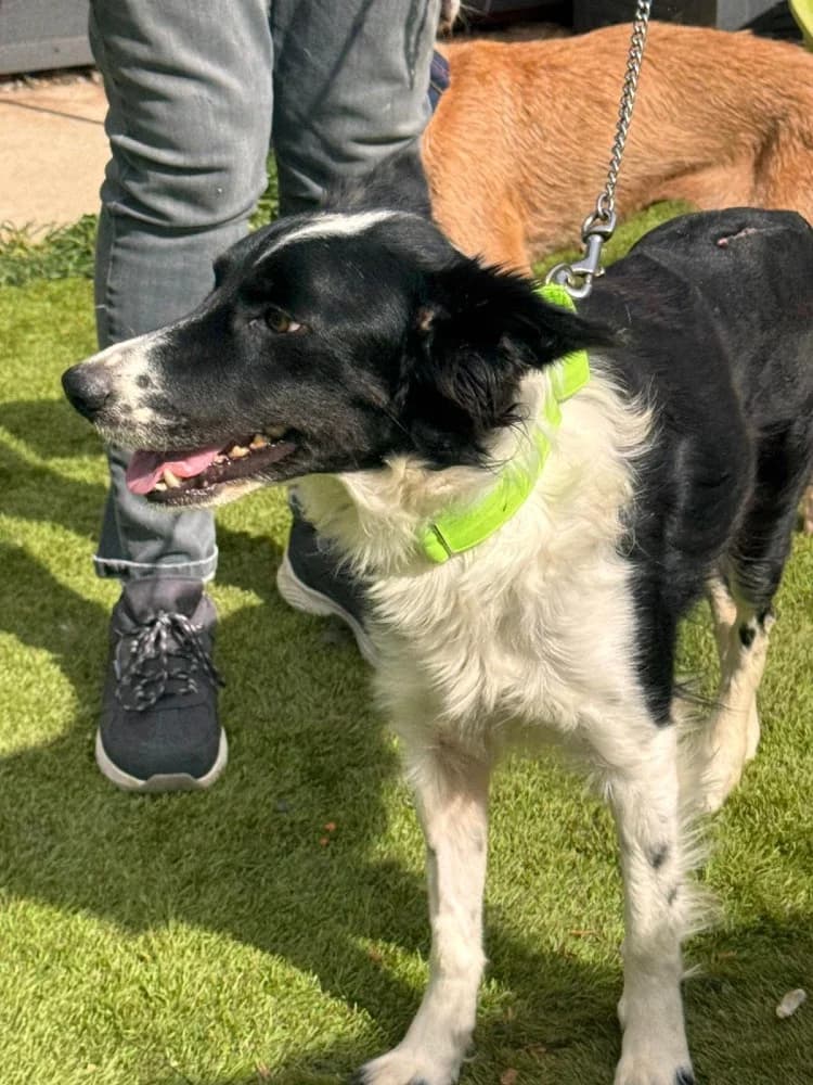 Gema, female Border Collie for adoption at Adopteer.be, Brussels — photo 3 of 8