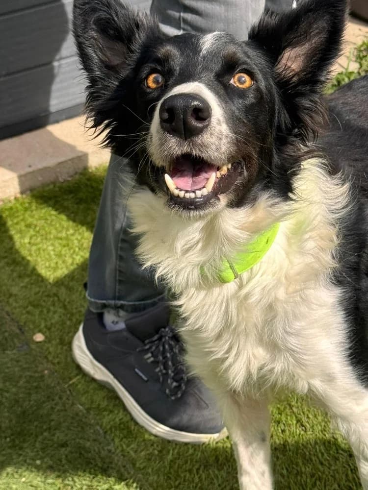 Gema, female Border Collie for adoption at Adopteer.be, Brussels — photo 4 of 8