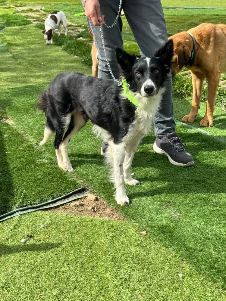 Gema, female Border Collie for adoption at Adopteer.be, Brussels — photo 5 of 8