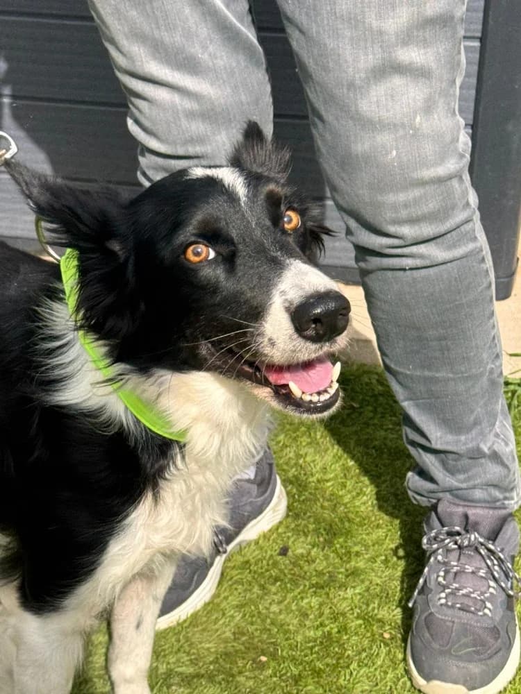 Gema, female Border Collie for adoption at Adopteer.be, Brussels — photo 6 of 8