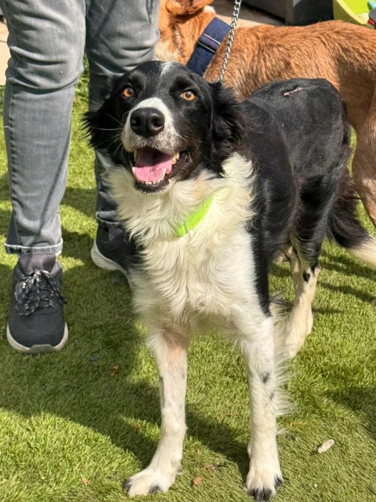 Gema, female Border Collie for adoption at Adopteer.be, Brussels — photo 7 of 8