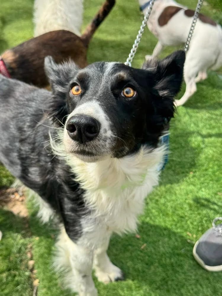 Gema, female Border Collie for adoption at Adopteer.be, Brussels — photo 8 of 8