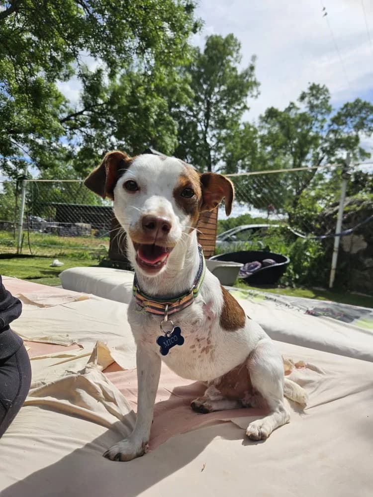 Mani, male Jack Russell Terrier for adoption at Adopteer.be, Brussels