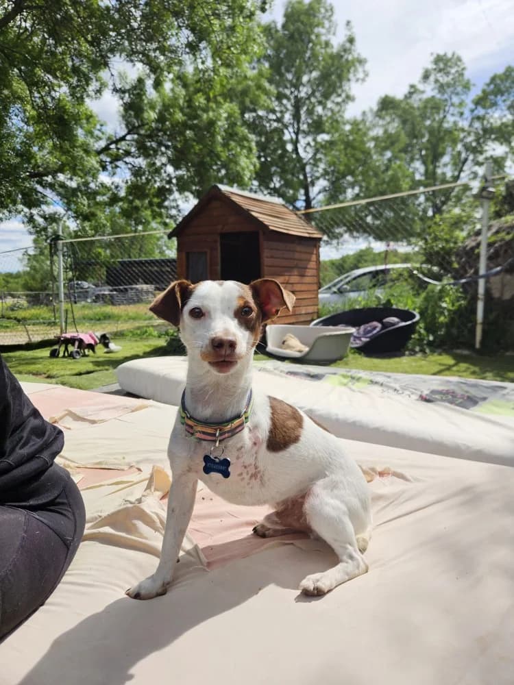 Mani, male Jack Russell Terrier for adoption at Adopteer.be, Brussels — photo 2 of 4