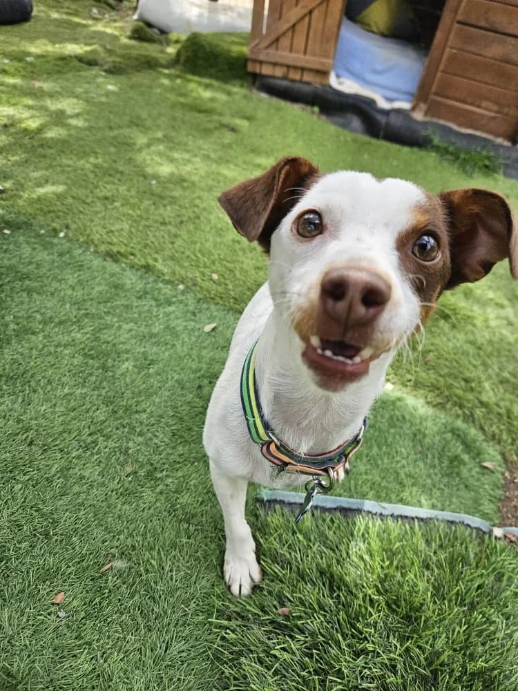 Mani, male Jack Russell Terrier for adoption at Adopteer.be, Brussels — photo 3 of 4