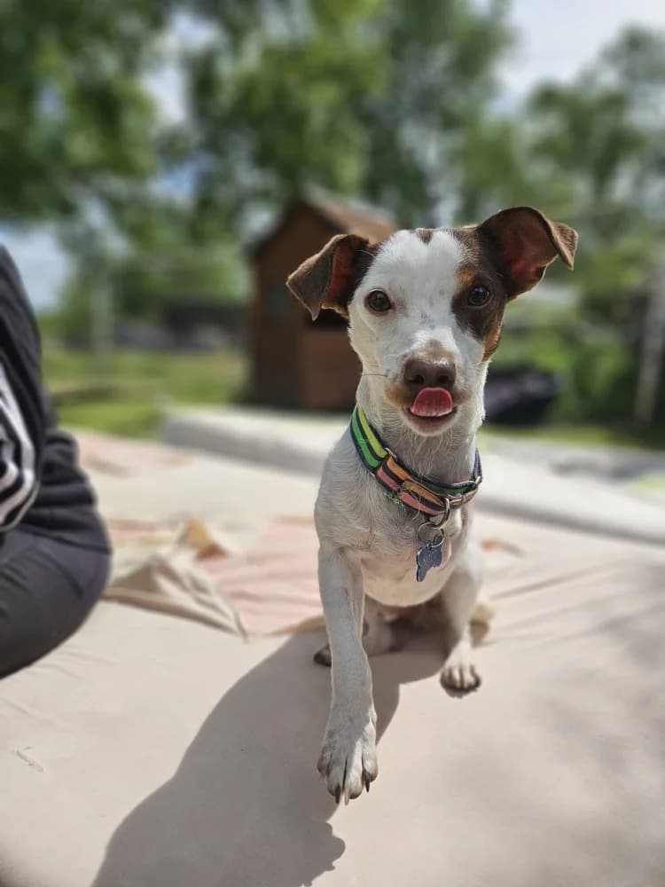 Mani, male Jack Russell Terrier for adoption at Adopteer.be, Brussels — photo 4 of 4