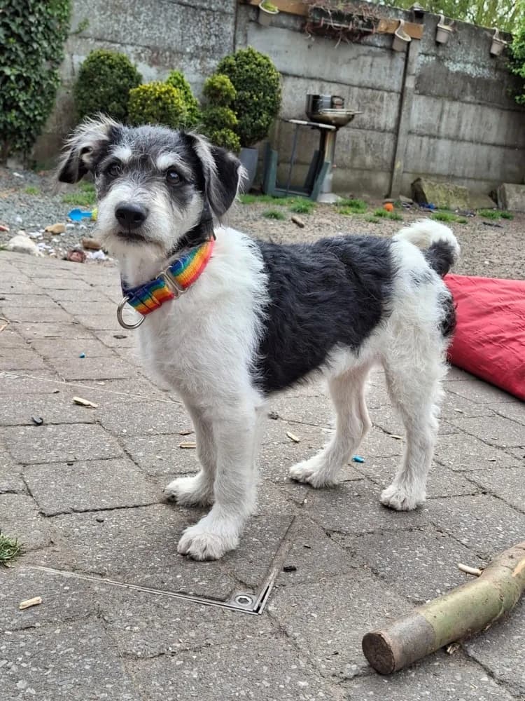 Zoco, male mixed breed for adoption at Adopteer.be, Brussels