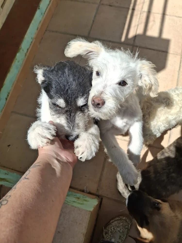 Zoco, male mixed breed for adoption at Adopteer.be, Brussels — photo 2 of 9