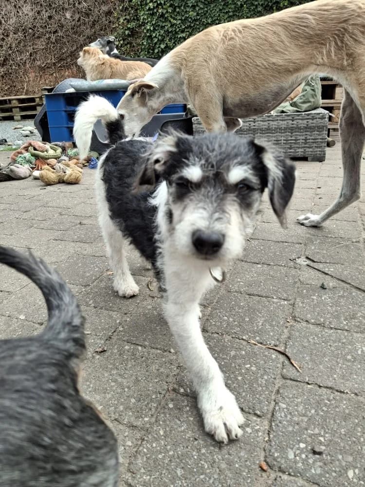 Zoco, male mixed breed for adoption at Adopteer.be, Brussels — photo 3 of 9