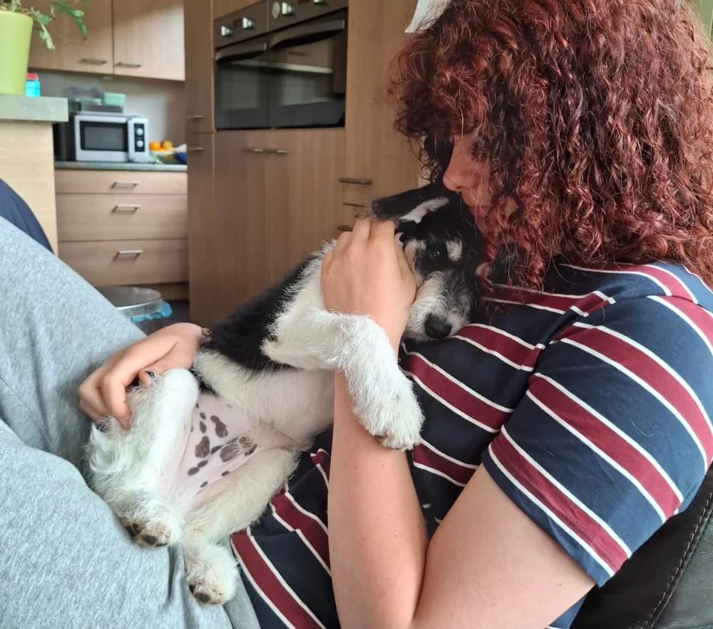 Zoco, male mixed breed for adoption at Adopteer.be, Brussels — photo 4 of 9