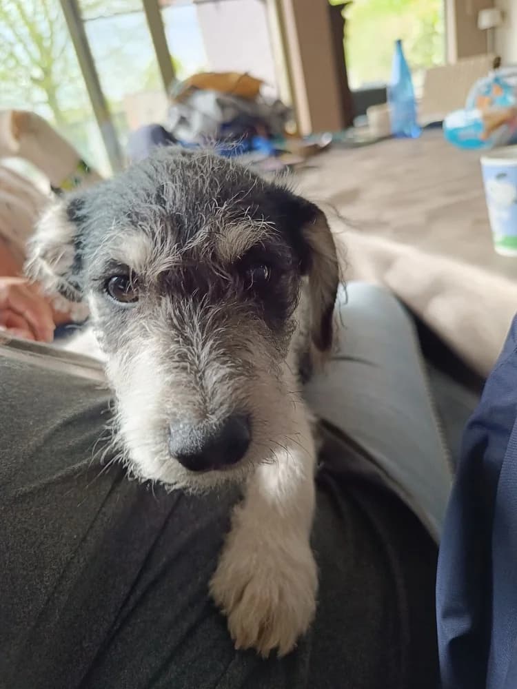 Zoco, male mixed breed for adoption at Adopteer.be, Brussels — photo 5 of 9