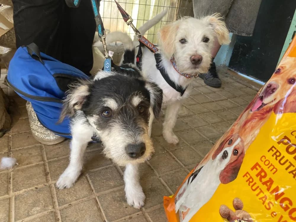 Zoco, male mixed breed for adoption at Adopteer.be, Brussels — photo 6 of 9