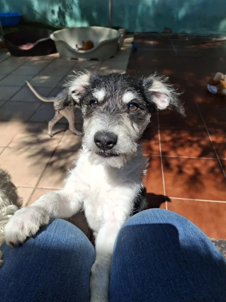 Zoco, male mixed breed for adoption at Adopteer.be, Brussels — photo 7 of 9