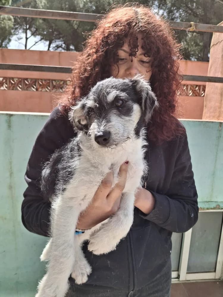 Zoco, male mixed breed for adoption at Adopteer.be, Brussels — photo 8 of 9