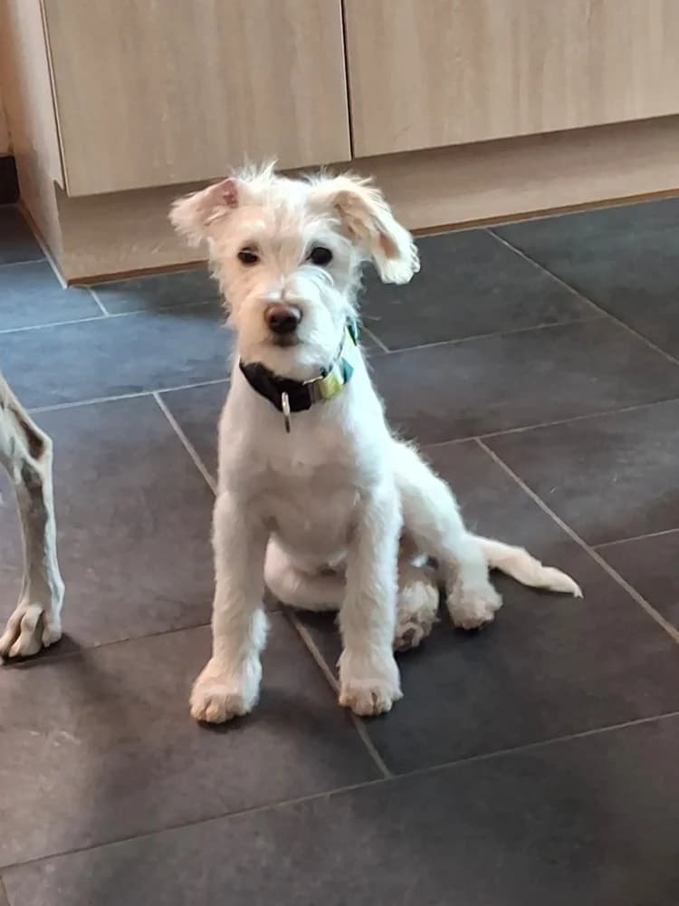 Rastro, male mixed breed for adoption at Adopteer.be, Brussels