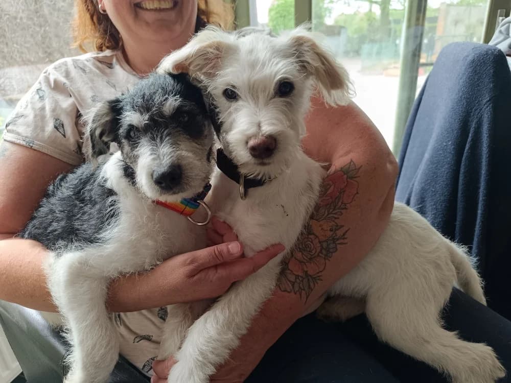 Rastro, male mixed breed for adoption at Adopteer.be, Brussels — photo 2 of 10