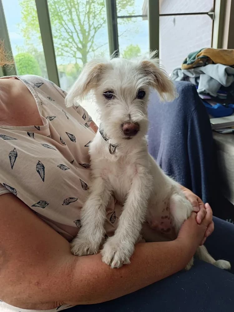 Rastro, male mixed breed for adoption at Adopteer.be, Brussels — photo 3 of 10