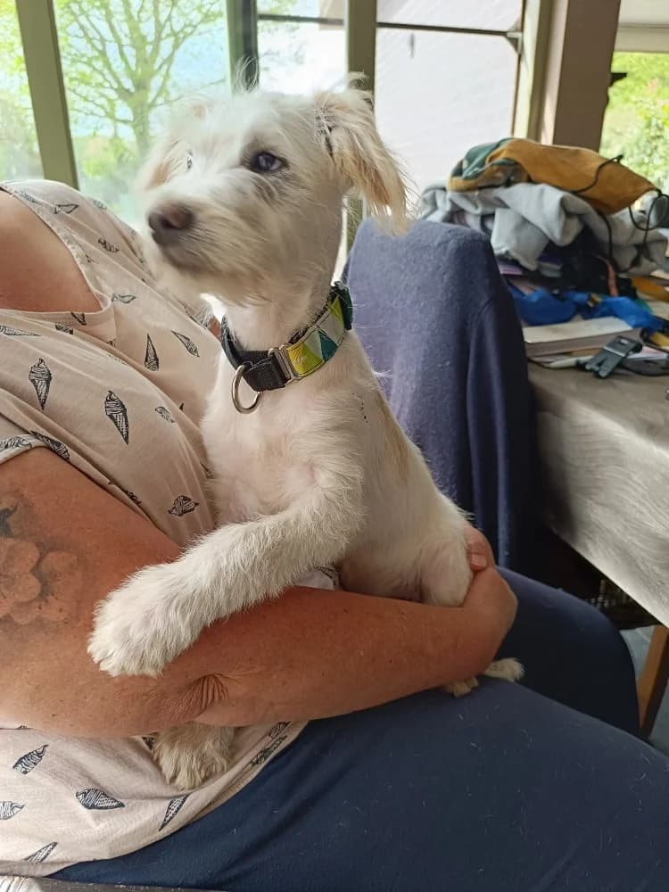 Rastro, male mixed breed for adoption at Adopteer.be, Brussels — photo 4 of 10