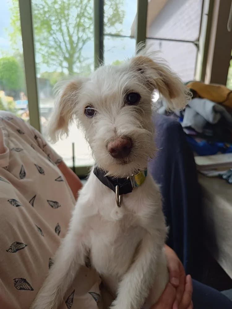 Rastro, male mixed breed for adoption at Adopteer.be, Brussels — photo 6 of 10