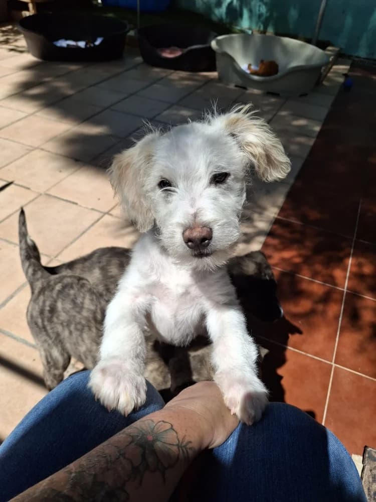 Rastro, male mixed breed for adoption at Adopteer.be, Brussels — photo 7 of 10