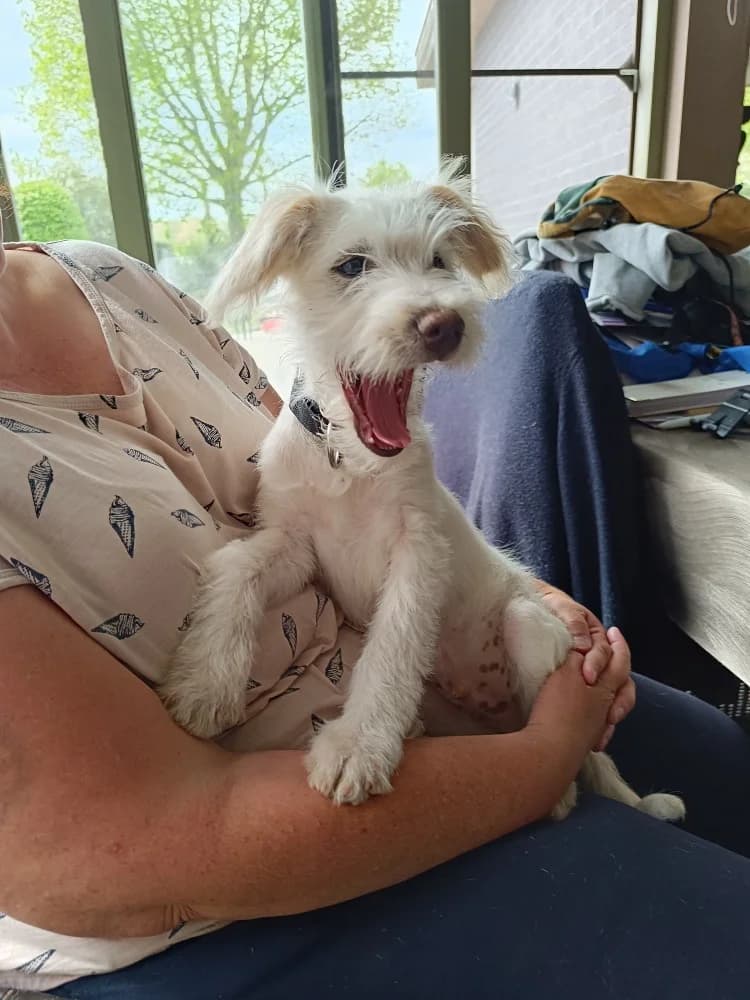 Rastro, male mixed breed for adoption at Adopteer.be, Brussels — photo 8 of 10