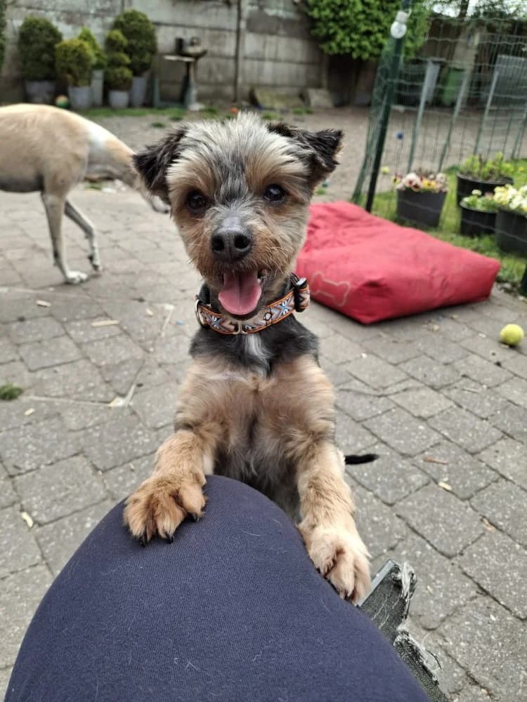 Bona, female Yorkshire Terrier for adoption at Adopteer.be, Brussels